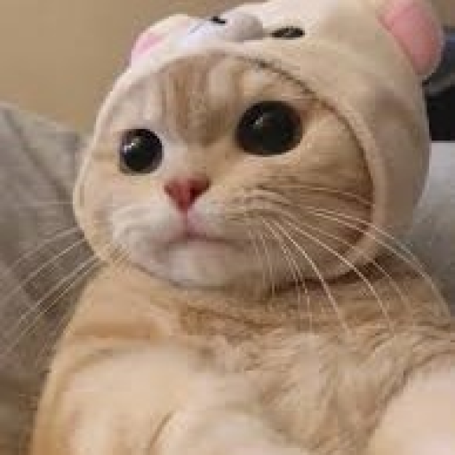 1286-cat-with-a-smol-hat-pfpsgg